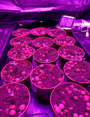 Пересадка в литровые горшки Ростки под фитолампой