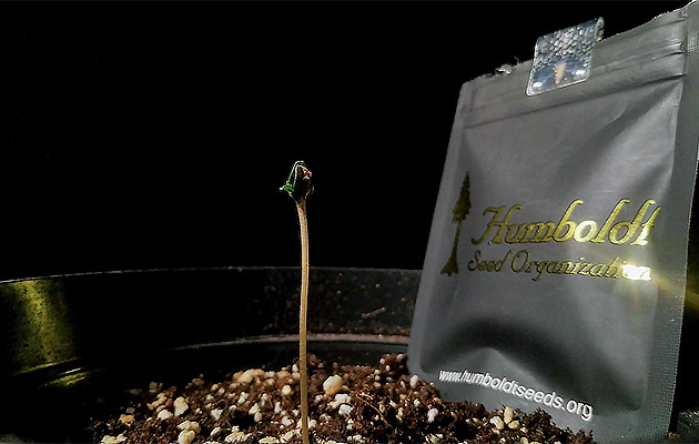 Вмешательство в процесс прорастания Lemon Citron Проблемы с скидыванием каски Lemon Citron