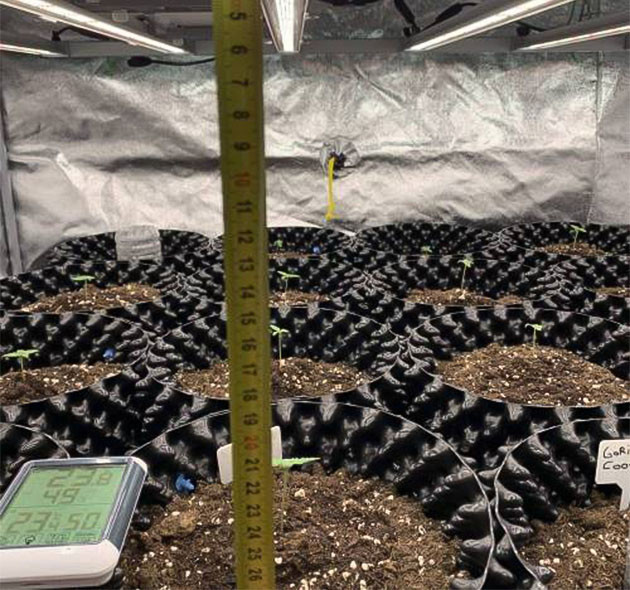 Первая неделя выращивания Auto Mokum’s Tulip Уход за Auto Mokum’s Tulip на первой неделе