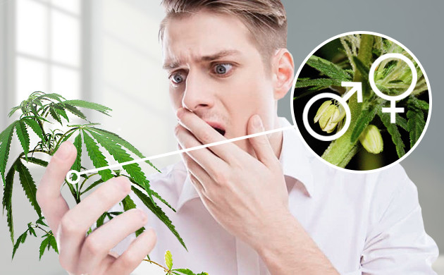 Конопля гермафродит Обнаружение гермафродизма