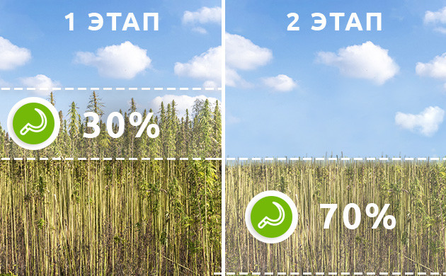 Сбор урожая технической конопли 2 этапа сбора технической конопли
