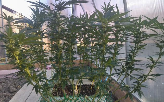 Уход за каннабисом в период активного роста Конопля на 19 неделе роста