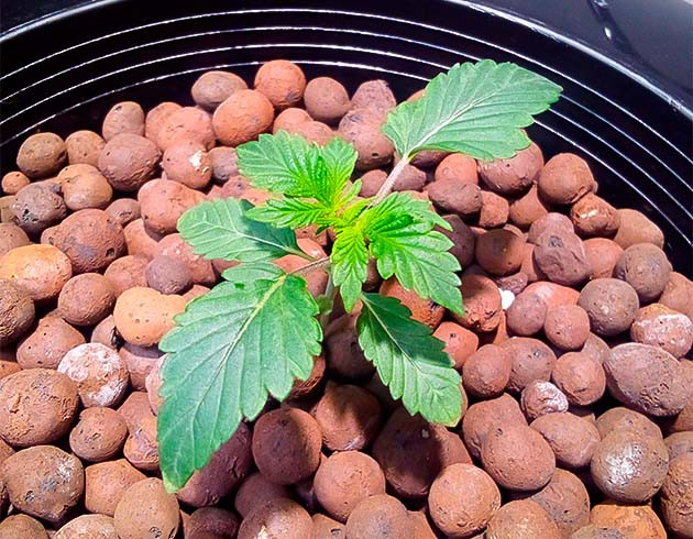 2 неделя роста конопли Росток Strawberry OG Cookies R1 ростом 10 см