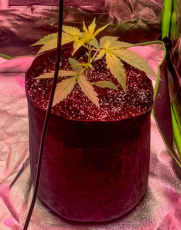 Контроль питания и света конопли 3 неделя роста марихуаны