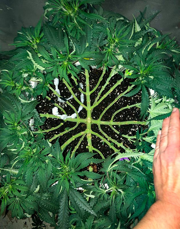 Пересадка в новый горшок: активный рост и пространство для Wedding Gelato Рост в высоту: удачная пересадка и новые сантиметры