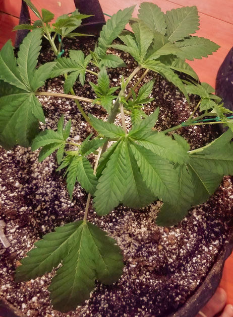 Набор зеленой массы и топпинг Куст Green Crack 2.0 от Humboldt Seed Organization ростом 14 сантиметров