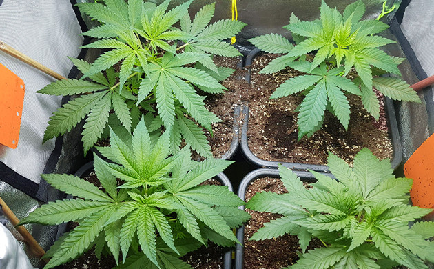 Топпинг на 4 неделе Кусты ростом 30 см после топпинга