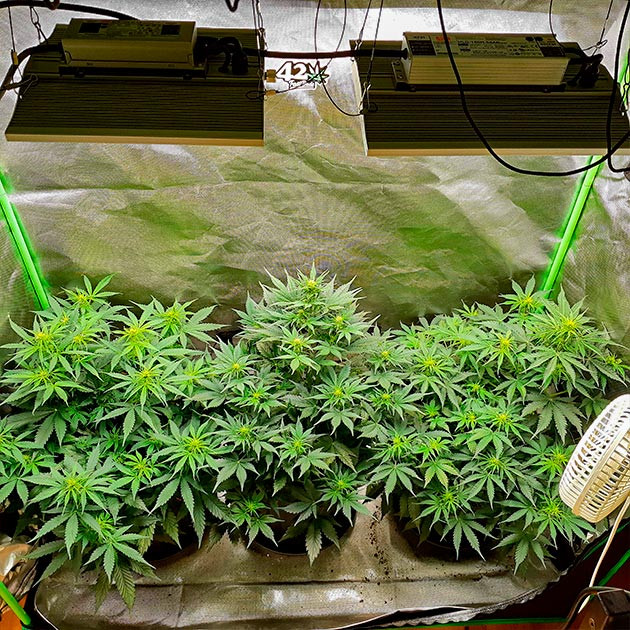 Перевод на цветение растения Scout Cookies Auto Стимуляция цветения сорта Scout Cookies Auto