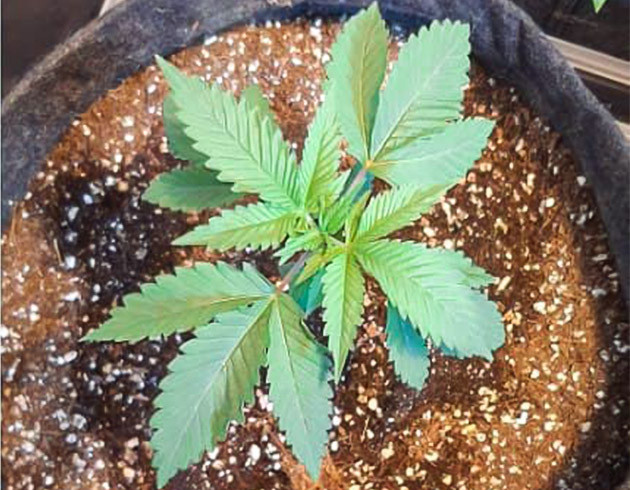 Третья неделя вегетации Росток на тонком и длинном стебле