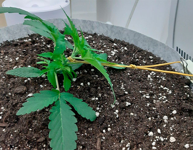 Активная вегетация растения Glue Sherbet Стимуляция роста куста Glue Sherbet