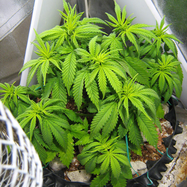 Применение тренировок LST и дефолиации Куст 22 см после тренировок