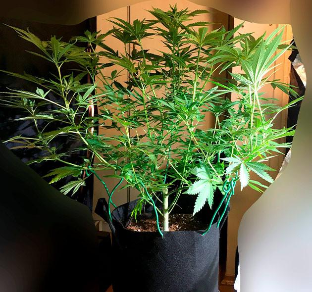 Использование техники LST 5 неделя выращивания Grandaddy Purple