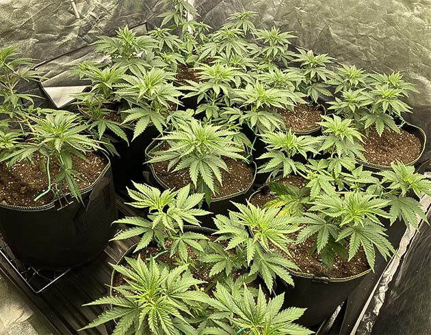 Гроурепорт сорта конопли Liberty Haze Куст Liberty Haze на 4 неделе выращивания