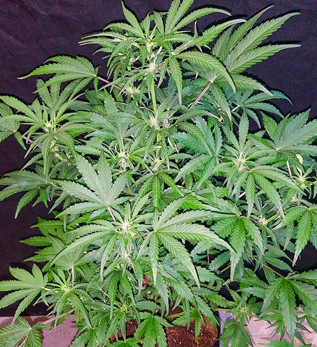 Цветение на 6 неделе Куст покрытый белыми соцветиями