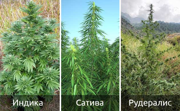 Виды конопли Внешний вид сативы, индики и рудералиса