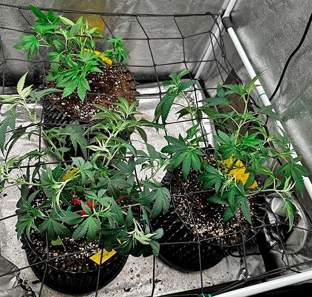 Завершение веги каннабиса Кусты каннабиса на шестой неделе вегетации под сеткой