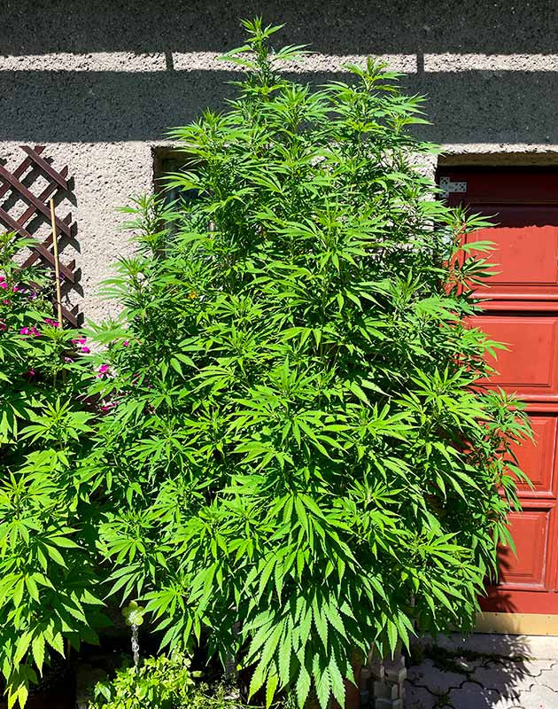 Куст Bruce Banner #3 на цветении Начало цветения Bruce Banner #3