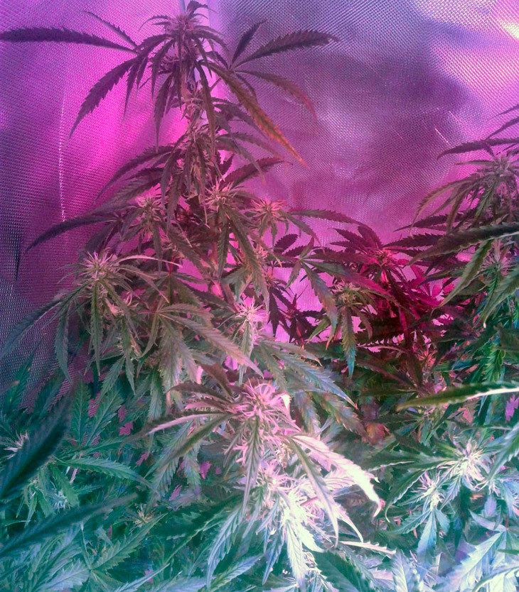 Появление трихом на девятой неделе выращивания Марихуана Scout Cookies auto на 9 неделе выращивания