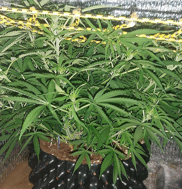 Техника ScrOG 5 неделя выращивания