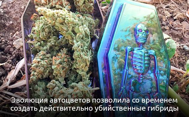 Гибридизация рудералиса с фотопериодными сортами Современный автоцветущий каннабис