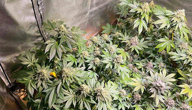 Использование технологии йо-йо Гроубокс с кустами каннабиса