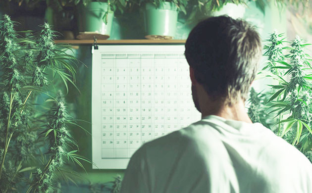 Выведение и распространение автоцветущих сортов конопли Автоцветы как средство выведения новых сортов