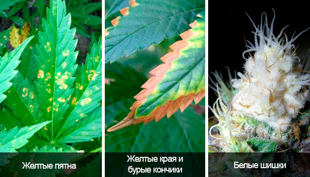 Внешние признаки светового ожога Визуальные признаки светового ожога