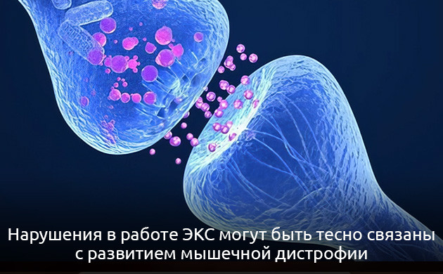 Эндоканнабиноидная система (ЭКС) Последствия нарушения работы эндоканнабиноидной системы
