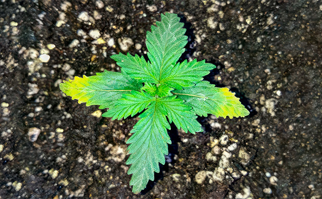 Температура: влияние на рост саженцев Влияние температуры на рост саженцев