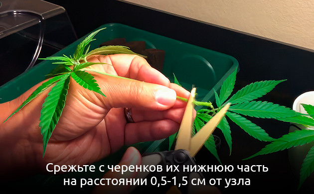 Срезать нижнюю часть клона Срезать нижнюю часть клона конопли