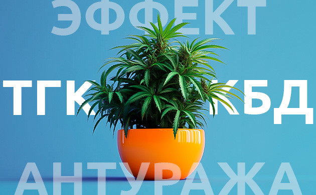 Терпены и их влияние Роль терпенов в эффектах