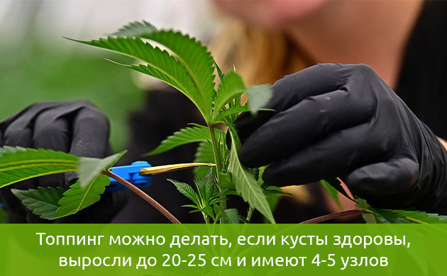 Лучшее время для топпинга конопли Время для топпинга конопли