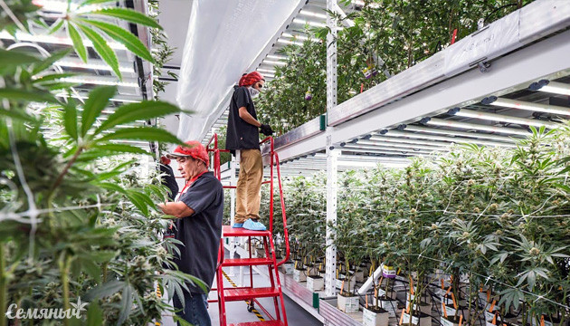 Способы вертикального выращивания конопли Техника вертикального выращивания каннабиса