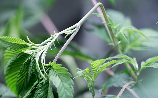 Метод суперкроппинг Залом стебля