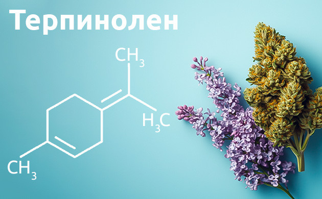 Терпинолен: аромат и свойства Терпинолен в природе и каннабисе