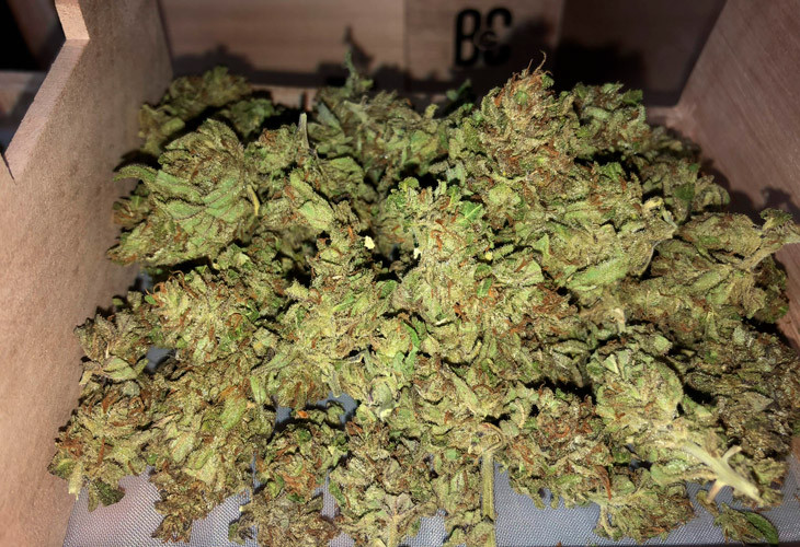 Собранный урожай Состриженные соцветия Pineapple Express Auto
