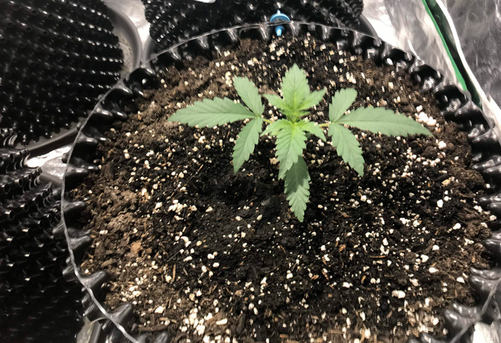 Начало стадии вегетации Стадия вегетации Jack 47 Auto