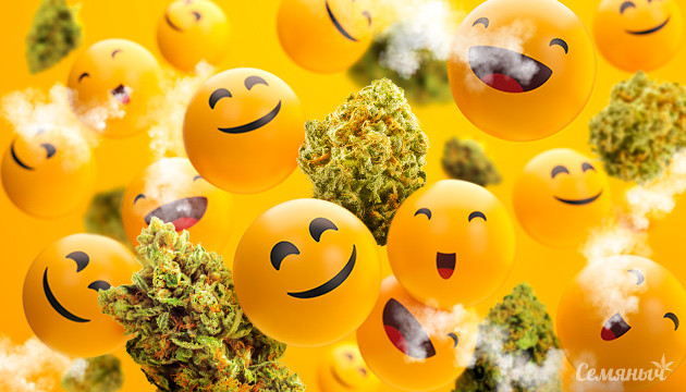 Семяныч поздравляет с Днем Смеха Отпразднуйте день смеха с веселящими сортами