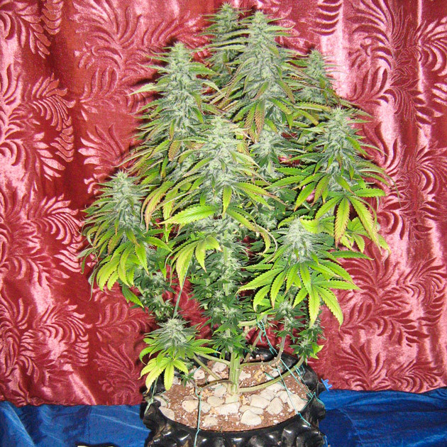 Сильный запах от куста Tutankhamon Куст на одиннадцатой неделе