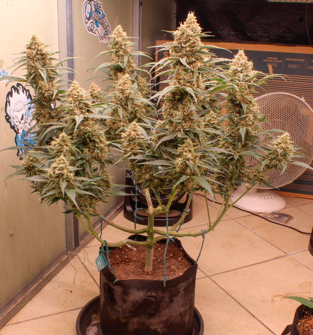 Промывка конопли 10 неделя выращивания марихуаны