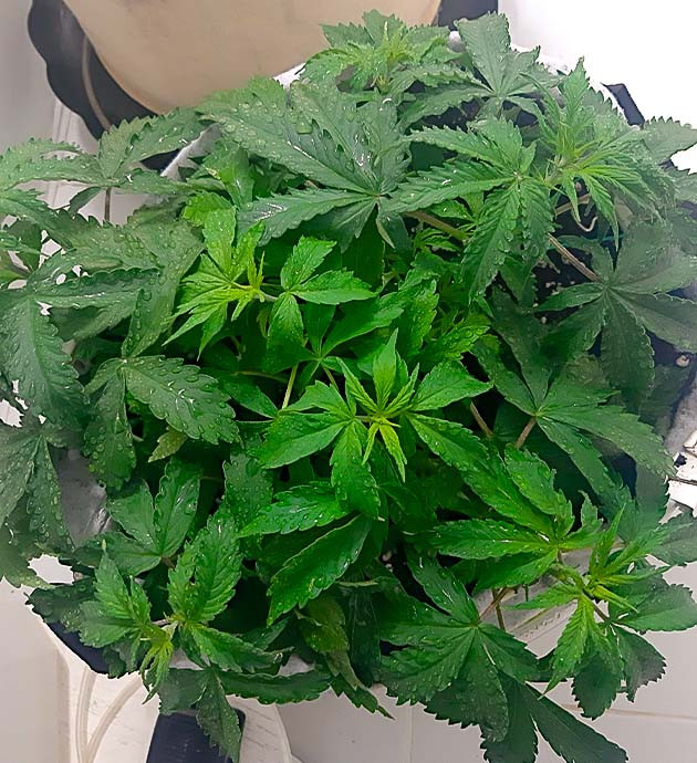 Полив и дренаж Bruce Banner Auto Подготовка раствора для полива