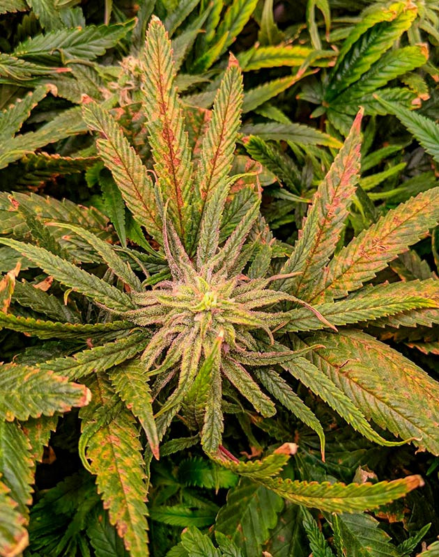 Медленное и неравномерное созревание марихуаны Куст Bruce Banner #3 на 12 неделе выращивания