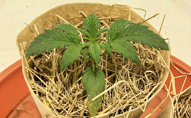 Появление пятен на листьях Пятна на нижних листьях