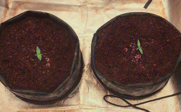 Первая неделя грова Stardawg Auto Формирование первой пары листьев