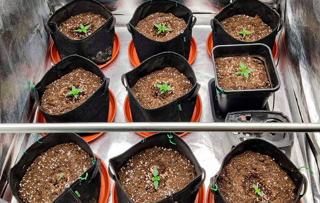 Пересадка семечек в горшки и полив Ростки Purple Punch OG XL Auto от Sweet Seeds