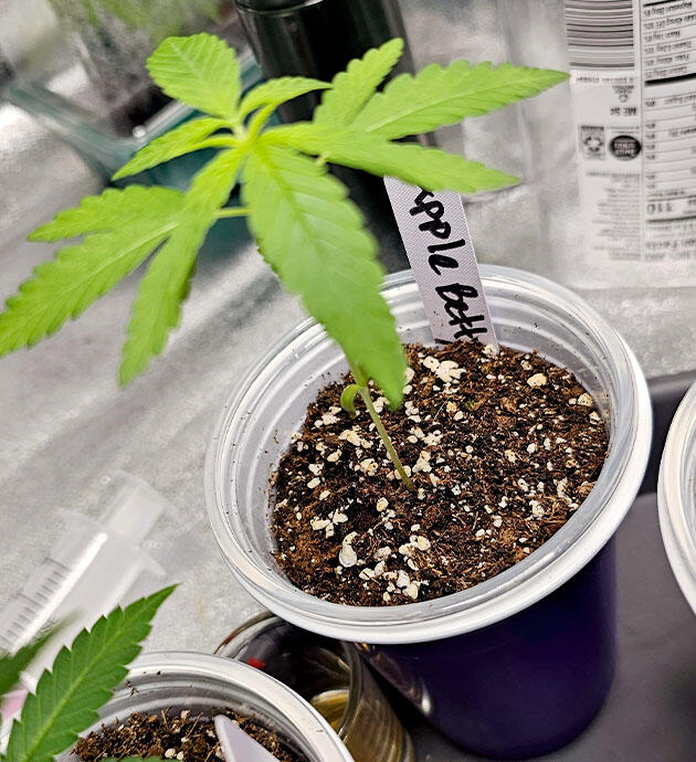 Проращивание семени и полив Росток Apple Betty от Herbies Seeds на 1 неделе