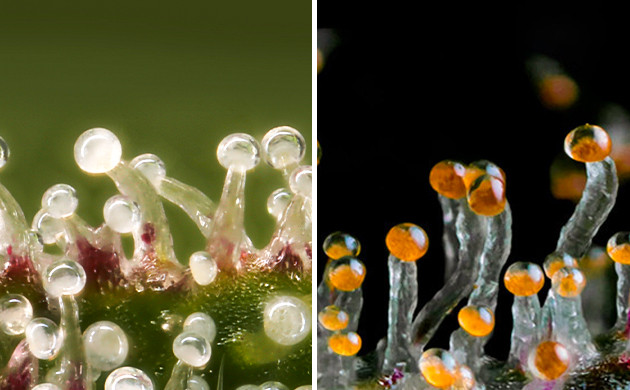 Проверка состояния трихом Мутные и янтарные трихомы