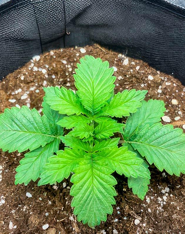 Марихуана на 2 неделе роста