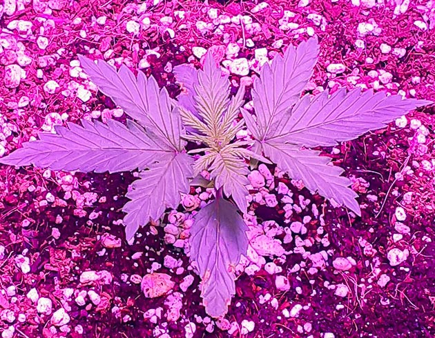 Формирование новых этажей на второй неделе Росток конопли высотой 6 см