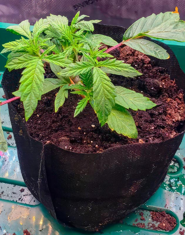 Полив конопли 2 неделя роста марихуаны